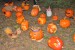 DSC_6958 (2)